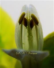  Flower-Upper corolla lip and 2 Stamens